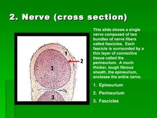 2. Nerve (cross section) This slide shows a single nerve composed of two bundles of nerve fibers called fascicles.  Each fascicle is surrounded by a thin layer of connective tissue called the perineurium.  A much thicker, tough fibrous sheath, the epineurium, encloses the entire nerve.    Epineurium Perineurium Fascicles 