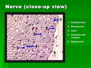 Nerve (close-up view) Endoneurium Perineurium Axon Schwann cell nucleus Epineurium 