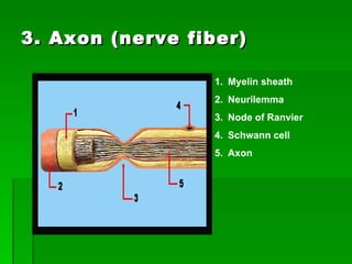 3. Axon (nerve fiber) Myelin sheath Neurilemma Node of Ranvier Schwann cell Axon 