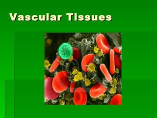 Vascular Tissues 