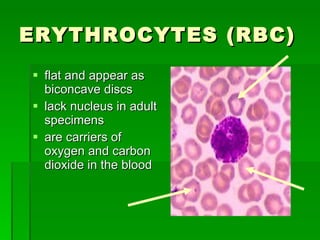 ERYTHROCYTES (RBC) flat and appear as biconcave discs lack nucleus in adult specimens are carriers of oxygen and carbon dioxide in the blood 