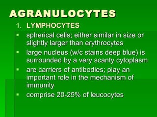 AGRANULOCYTES LYMPHOCYTES spherical cells; either similar in size or slightly larger than erythrocytes large nucleus (w/c stains deep blue) is surrounded by a very scanty cytoplasm are carriers of antibodies; play an important role in the mechanism of immunity comprise 20-25% of leucocytes 