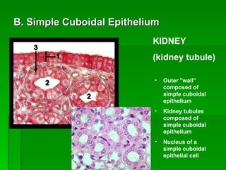 B. Simple Cuboidal Epithelium Outer "wall" composed of simple cuboidal epithelium   Kidney tubules composed of simple cuboidal epithelium   Nucleus of a simple cuboidal epithelial cell   KIDNEY (kidney tubule) 