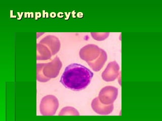 Lymphocyte 