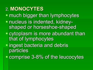 2.  MONOCYTES much bigger than lymphocytes nucleus is indented, kidney-shaped or horseshoe-shaped cytoplasm is more abundant than that of lymphocytes ingest bacteria and debris particles comprise 3-8% of the leucocytes 