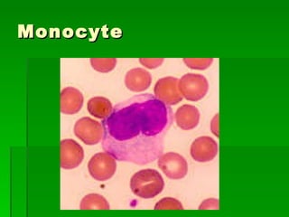 Monocyte 