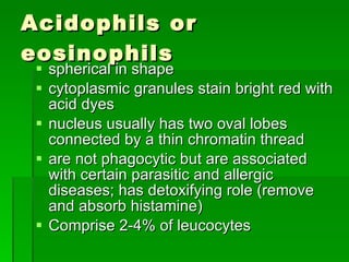 Acidophils or eosinophils spherical in shape cytoplasmic granules stain bright red with acid dyes nucleus usually has two oval lobes connected by a thin chromatin thread are not phagocytic but are associated with certain parasitic and allergic diseases; has detoxifying role (remove and absorb histamine) Comprise 2-4% of leucocytes 
