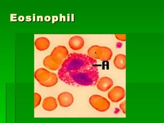 Eosinophil 