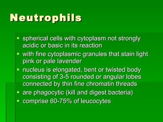 Neutrophils spherical cells with cytoplasm not strongly acidic or basic in its reaction with fine cytoplasmic granules that stain light pink or pale lavender nucleus is elongated, bent or twisted body consisting of 3-5 rounded or angular lobes connected by thin fine chromatin threads are phagocytic (kill and digest bacteria) comprise 60-75% of leucocytes 