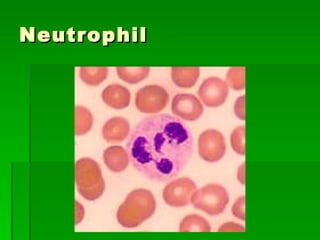 Neutrophil 