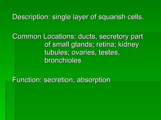 Description: single layer of squarish cells. Common Locations: ducts, secretory part  of small glands; retina; kidney  tubules; ovaries, testes,  bronchioles Function: secretion, absorption 