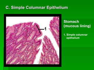 C. Simple Columnar Epithelium Stomach (mucous lining) 1. Simple columnar  epithelium   