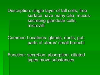 Description: single layer of tall cells; free  surface have many cilia, mucus- secreting glandular cells,  microvilli Common Locations: glands, ducts; gut;  parts of uterus’ small bronchi Function: secretion; absorption; ciliated  types move substances 