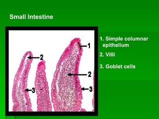 1. Simple columnar  epithelium   2. Villi   3. Goblet cells   Small Intestine 