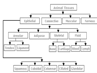 Animal tissues | PPT