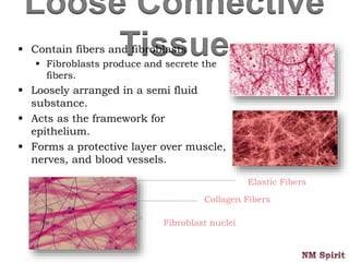 Loose Connective
Tissue Contain fibers and fibroblasts
 Fibroblasts produce and secrete the
fibers.
 Loosely arranged in a semi fluid
substance.
 Acts as the framework for
epithelium.
 Forms a protective layer over muscle,
nerves, and blood vessels.
Elastic Fibers
Collagen Fibers
Fibroblast nuclei
 