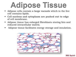 Adipose Tissue
 Adipose cells contain a large vacuole which in the live
cell contains lipids.
 Cell nucleus and cytoplasm are pushed out to edge
of cell membrane.
 Adipose tissue has enlarged fibroblasts storing fats and
reduced intracellular matrix.
 Adipose tissue facilitates energy storage and insulation.
 