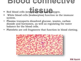 Blood connective
tissue Red blood cells (erythrocytes) carry oxygen.
 White blood cells (leukocytes) function in the immune
system.
 Plasma transports dissolved glucose, wastes, carbon
dioxide and hormones, as well as regulating the water
balance for the blood cells.
 Platelets are cell fragments that function in blood clotting.
 
