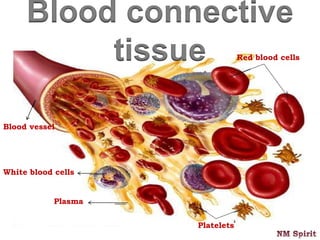 Blood vessel
Red blood cells
White blood cells
Plasma
Platelets
Blood connective
tissue
 
