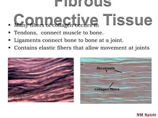 Fibrous
Connective Tissue Many fibers of collagen occurs in
 Tendons, connect muscle to bone.
 Ligaments connect bone to bone at a joint.
 Contains elastic fibers that allow movement at joints
 