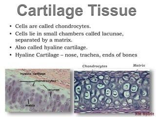 Cartilage Tissue
• Cells are called chondrocytes.
• Cells lie in small chambers called lacunae,
separated by a matrix.
• Also called hyaline cartilage.
• Hyaline Cartilage – nose, trachea, ends of bones
Chondrocytes Matrix
 