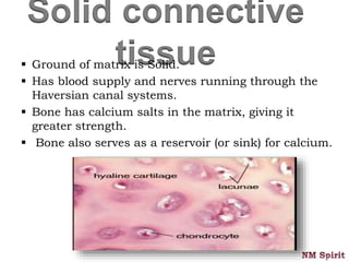 Solid connective
tissue Ground of matrix is Solid.
 Has blood supply and nerves running through the
Haversian canal systems.
 Bone has calcium salts in the matrix, giving it
greater strength.
 Bone also serves as a reservoir (or sink) for calcium.
 