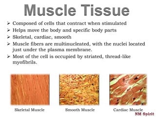Muscle Tissue
 Composed of cells that contract when stimulated
 Helps move the body and specific body parts
 Skeletal, cardiac, smooth
 Muscle fibers are multinucleated, with the nuclei located
just under the plasma membrane.
 Most of the cell is occupied by striated, thread-like
myofibrils.
Skeletal Muscle Smooth Muscle Cardiac Muscle
 
