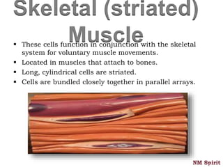 Skeletal (striated)
Muscle These cells function in conjunction with the skeletal
system for voluntary muscle movements.
 Located in muscles that attach to bones.
 Long, cylindrical cells are striated.
 Cells are bundled closely together in parallel arrays.
 