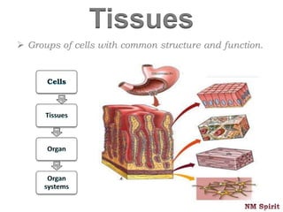 Tissues
 Groups of cells with common structure and function.
Cells
Tissues
Organ
Organ
systems
 