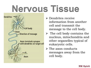 Nervous Tissue
 Dendrites receive
information from another
cell and transmit the
message to the cell body.
 The cell body contains the
nucleus, mitochondria and
other organelles typical of
eukaryotic cells.
 The axon conducts
messages away from the
cell body.
 