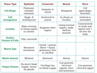 Flattened,
cuboidal,
columnar
Irregular or
round
Elongated
Cell
appendages
branched
Single 
multilayered
Scattered in
matrix
In sheets or
bundles
Isolated or
networked
Body covering
or lining organs
or cavities
Supports other
organs
Lining internal
organs, make
skeletal
muscles
Concentrated
in brain and
spinal cord +
all over the
body
Cilia, microvilli - - -
Basement
membrane
Varied – protein
fibers + liquid,
gelatinous, firm
to calcified
- -
Minimal Extensive Absent Absent
No direct blood
supply, except
for glands
Cartilage has
no blood supply
Can generate
electrical
signals, force
and movement
Can generate
electrical signal
 