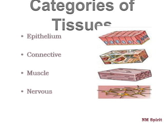 Categories of
Tissues
 