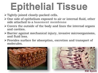 Epithelial Tissue
 Tightly-joined closely-packed cells.
 One side of epithelium exposed to air or internal fluid, other
side attached to a basement membrane
 Covers the outside of the body and lines the internal organs
and cavities.
 Barrier against mechanical injury, invasive microorganisms,
and fluid loss.
 Provides surface for absorption, excretion and transport of
molecules.
 