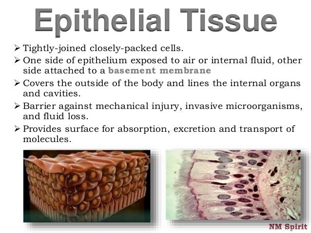 Animal Tissues