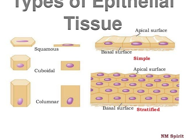 squamous cells #10