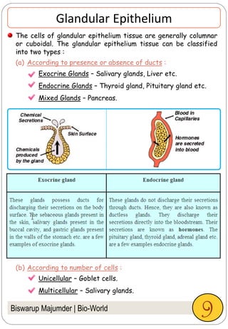 The cells of glandular epithelium tissue are generally columnar
or cuboidal. The glandular epithelium tissue can be classified
into two types :
(a) According to presence or absence of ducts :
(b) According to number of cells :
Biswarup Majumder | Bio-World
Exocrine Glands – Salivary glands, Liver etc.
Endocrine Glands – Thyroid gland, Pituitary gland etc.
Mixed Glands – Pancreas.
Glandular Epithelium
Unicellular – Goblet cells.
Multicellular – Salivary glands.
9
 