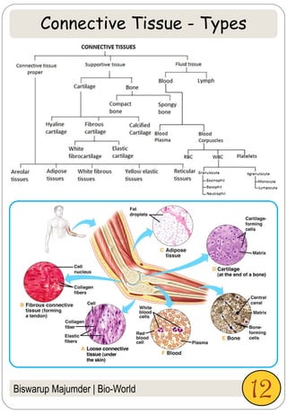 Biswarup Majumder | Bio-World
Connective Tissue - Types
12
 