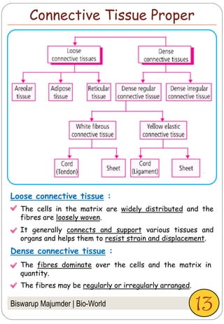 Biswarup Majumder | Bio-World
Connective Tissue Proper
Loose connective tissue :
Dense connective tissue :
The cells in the matrix are widely distributed and the
fibres are loosely woven.
It generally connects and support various tissues and
organs and helps them to resist strain and displacement.
The fibres dominate over the cells and the matrix in
quantity.
The fibres may be regularly or irregularly arranged.
13
 