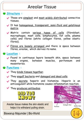 Areolar Tissue
They binds tissues together.
They engulf bacteria and damaged and dead cells.
They secrete heparin and histamine. Heparin is an
anticoagulant while histamine causes inflammation reaction.
They produces antibodies.
Structure :
Functions :
These are simplest and most widely distributed connective
tissues.
It has homogenous, transparent, semi-fluid and gelatinous
matrix.
Matrix contain various types of cells (fibroblast,
macrophages, mast cells, lymphocytes, fat cells, plasma
cells) and fibres (white collagen fibres, yellow elastic
fibres).
Fibres are loosely arranged and there is space between
fibres, areolae, which derives its name.
Found in continuous layers beneath skin, space between
many organs, between muscles, peritoneum and
mesenteries.
Biswarup Majumder | Bio-World
Location :
Areolar tissue makes the skin elastic and
helps it to withstand pulling strain.
14
 