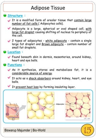 Adipose Tissue
As it synthesize, stores and metabolizes fat, it is a
considerable source of energy.
It acts as a shock absorbers around kidney, heart, and eye
balls.
It prevent heat loss by forming insulating layer.
Structure :
Functions :
It is a modified form of areolar tissue that contain large
number of fat cells ( Adipocytes cells).
Adipocyte is a large, spherical or oval shaped cell, with
large fat droplet causing shifting of nucleus to periphery of
the cell.
2 types of adipocytes - white adipocyte - contain a single
large fat droplet and Brown adipocyte - contain number of
small fat droplets.
Found beneath skin in dermis, mesenteries, around kidney,
heart and eye balls.
Biswarup Majumder | Bio-World
Location :
15
 