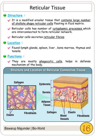 Reticular Tissue
They are mostly phagocytic cells, helps in defense
mechanism of the body.
Structure :
Functions :
It is a modified areolar tissue that contains large number
of stellate shape reticular cells floating in fluid matrix.
Reticular cells has number of cytoplasmic processes which
are interconnected to form reticular network.
Reticular cells secretes reticular fibres.
Found-lymph glands, spleen, liver , bone marrow, thymus and
tonsils.
Biswarup Majumder | Bio-World
Location :
16
 