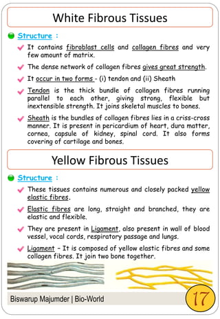 White Fibrous Tissues
Structure :
It contains fibroblast cells and collagen fibres and very
few amount of matrix.
The dense network of collagen fibres gives great strength.
It occur in two forms - (i) tendon and (ii) Sheath
Tendon is the thick bundle of collagen fibres running
parallel to each other, giving strong, flexible but
inextensible strength. It joins skeletal muscles to bones.
Sheath is the bundles of collagen fibres lies in a criss-cross
manner. It is present in pericardium of heart, dura matter,
cornea, capsule of kidney, spinal cord. It also forms
covering of cartilage and bones.
Biswarup Majumder | Bio-World
Yellow Fibrous Tissues
Structure :
These tissues contains numerous and closely packed yellow
elastic fibres.
Elastic fibres are long, straight and branched, they are
elastic and flexible.
They are present in Ligament, also present in wall of blood
vessel, vocal cords, respiratory passage and lungs.
Ligament – It is composed of yellow elastic fibres and some
collagen fibres. It join two bone together.
17
 