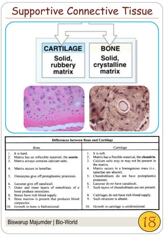 Biswarup Majumder | Bio-World
Supportive Connective Tissue
18
 