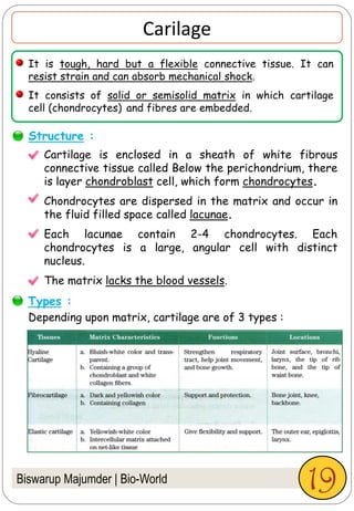 Biswarup Majumder | Bio-World
Carilage
It is tough, hard but a flexible connective tissue. It can
resist strain and can absorb mechanical shock.
It consists of solid or semisolid matrix in which cartilage
cell (chondrocytes) and fibres are embedded.
Cartilage is enclosed in a sheath of white fibrous
connective tissue called Below the perichondrium, there
is layer chondroblast cell, which form chondrocytes.
Chondrocytes are dispersed in the matrix and occur in
the fluid filled space called lacunae.
Each lacunae contain 2-4 chondrocytes. Each
chondrocytes is a large, angular cell with distinct
nucleus.
The matrix lacks the blood vessels.
Structure :
Depending upon matrix, cartilage are of 3 types :
Types :
19
 