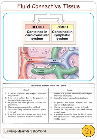 Biswarup Majumder | Bio-World
Fluid Connective Tissue
21
 