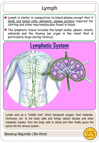 Biswarup Majumder | Bio-World
Lymph
Lymphatic System
Lymph acts as a “middle man” which transports oxygen, food materials,
hormones, etc. to the body cells and brings carbon dioxide and other
metabolic wastes, from the body cells to blood and then finally pours the
same into the venous system.
Lymph is similar in composition to blood plasma except that it
lacks red blood cells, platelets, plasma protein required for
clotting and other macromolecules found in blood.
The lymphatic tissue includes the lymph nodes, spleen, tonsils,
adenoids and the thymus (an organ in the chest that is
particularly large during infancy).
23
 