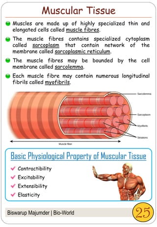 Biswarup Majumder | Bio-World
Muscular Tissue
Muscles are made up of highly specialized thin and
elongated cells called muscle fibres.
The muscle fibres contains specialized cytoplasm
called sarcoplasm that contain network of the
membrane called sarcoplasmic reticulum.
The muscle fibres may be bounded by the cell
membrane called sarcolemma.
Each muscle fibre may contain numerous longitudinal
fibrils called myofibrils.
Basic Physiological Property of Muscular Tissue
Contractibility
Excitability
Extensibility
Elasticity
25
 