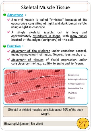 Biswarup Majumder | Bio-World
Skeletal Muscle Tissue
Skeletal muscle is called "striated" because of its
appearance consisting of light and dark bands visible
using a light microscope.
A single skeletal muscle cell is long and
approximately cylindrical in shape, with many nuclei
located at the edges (periphery) of the cell.
Movement of the skeleton under conscious control,
including movement of limbs, fingers, toes, neck, etc.
Movement of tissues of facial expression under
conscious control, e.g. ability to smile and to frown.
Structure :
Function :
Skeletal or striated muscles constitute about 50% of the body
weight.
27
 
