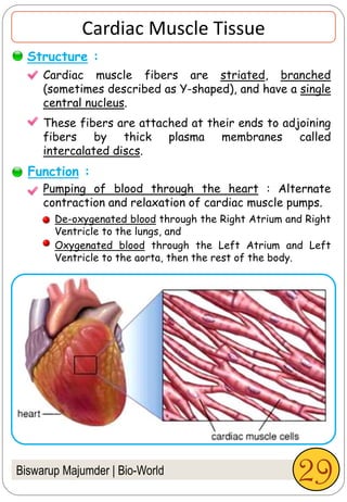 Biswarup Majumder | Bio-World
Cardiac Muscle Tissue
Cardiac muscle fibers are striated, branched
(sometimes described as Y-shaped), and have a single
central nucleus.
These fibers are attached at their ends to adjoining
fibers by thick plasma membranes called
intercalated discs.
Pumping of blood through the heart : Alternate
contraction and relaxation of cardiac muscle pumps.
Structure :
Function :
De-oxygenated blood through the Right Atrium and Right
Ventricle to the lungs, and
Oxygenated blood through the Left Atrium and Left
Ventricle to the aorta, then the rest of the body.
29
 