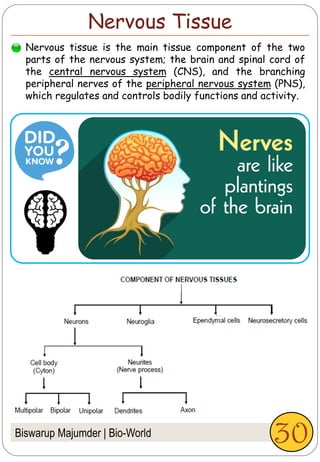Biswarup Majumder | Bio-World
Nervous Tissue
Nervous tissue is the main tissue component of the two
parts of the nervous system; the brain and spinal cord of
the central nervous system (CNS), and the branching
peripheral nerves of the peripheral nervous system (PNS),
which regulates and controls bodily functions and activity.
30
 